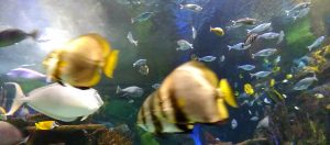 Des poissons du Ripleys Aquarium of Canada